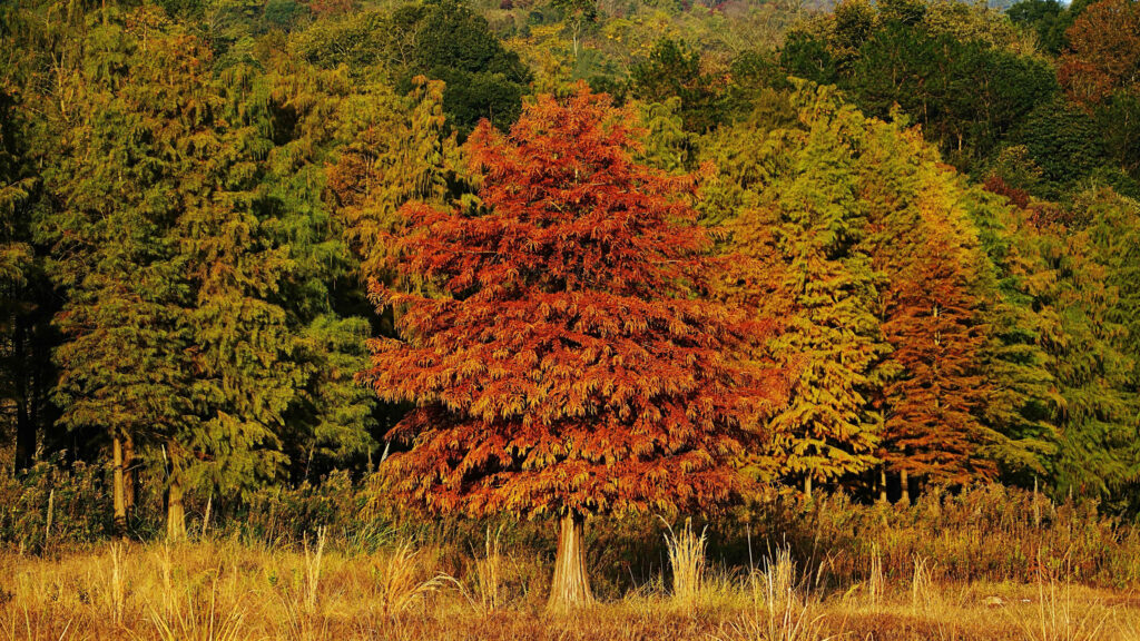 <strong>Why We Suspend Timber Intake in Summer: Kelaiwood’s “Color Philosophy”</strong>-kelaiwood <strong>Why We Suspend Timber Intake in Summer: Kelaiwood’s “Color Philosophy”</strong>-kelaiwood